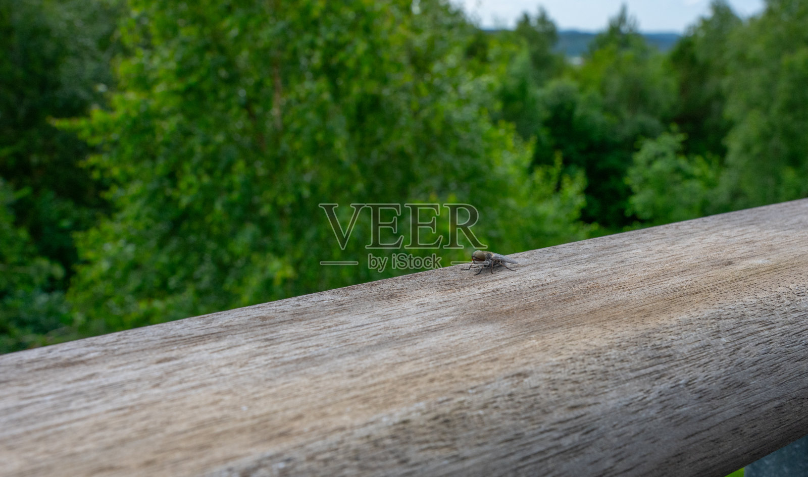 木栏杆上的小苍蝇……照片摄影图片