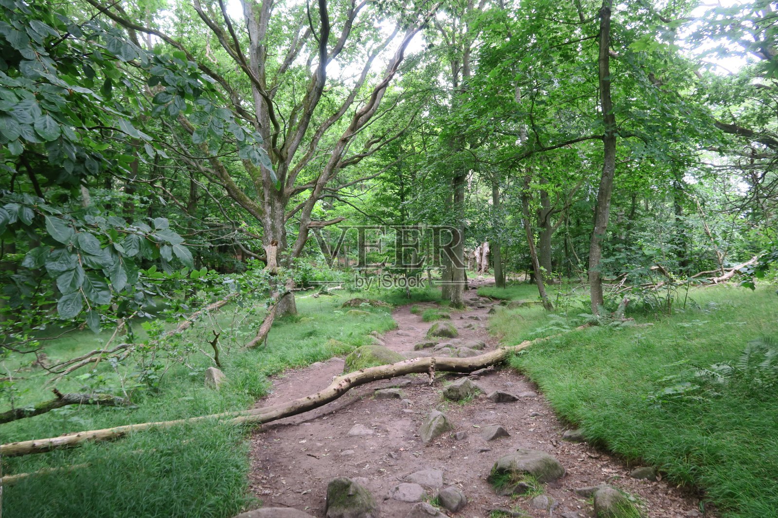 瑞典Stenshuvud国家公园的徒步小径照片摄影图片