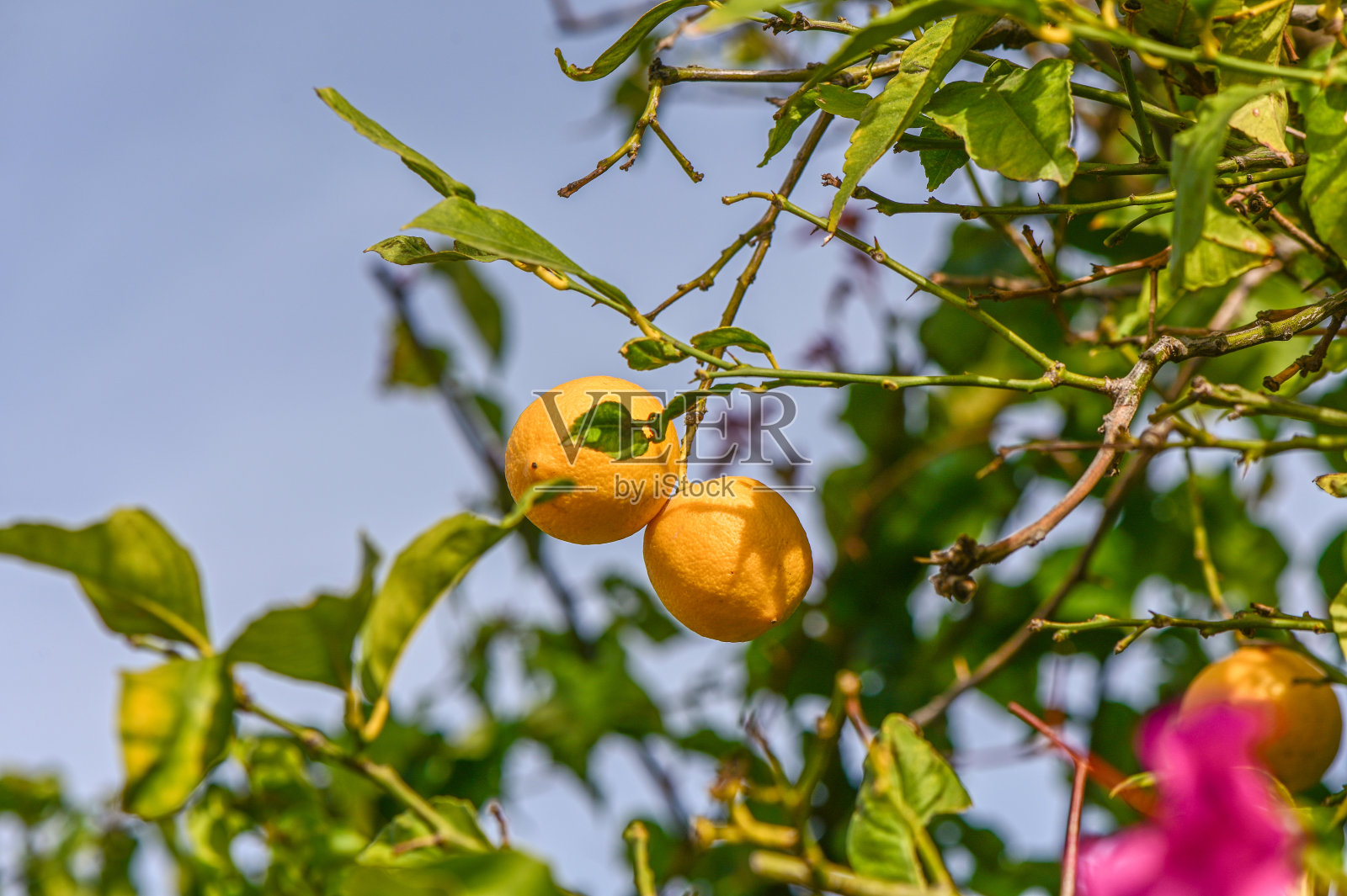 地中海村庄里柠檬树上的柠檬照片摄影图片