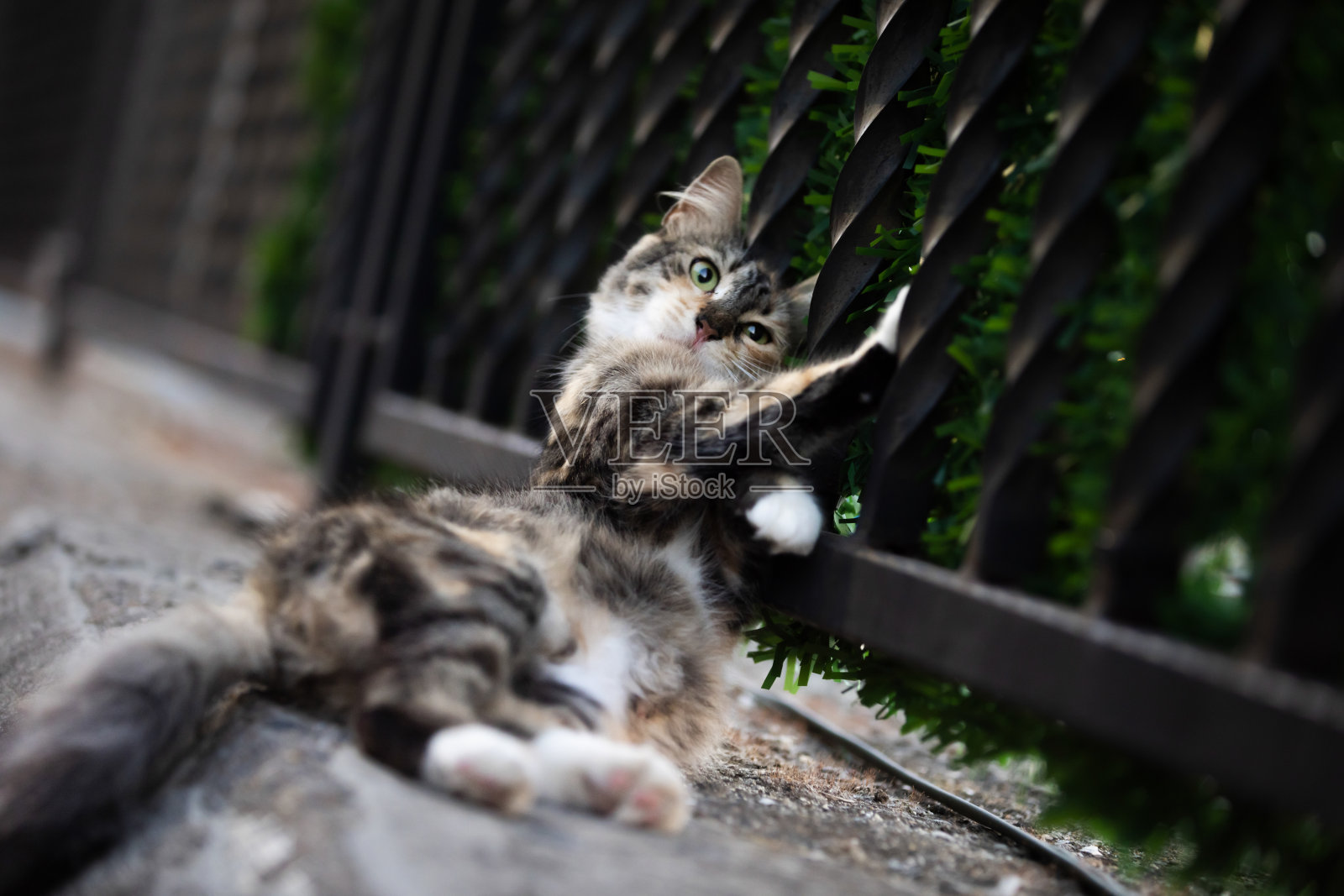 顽皮的母流浪猫。照片摄影图片