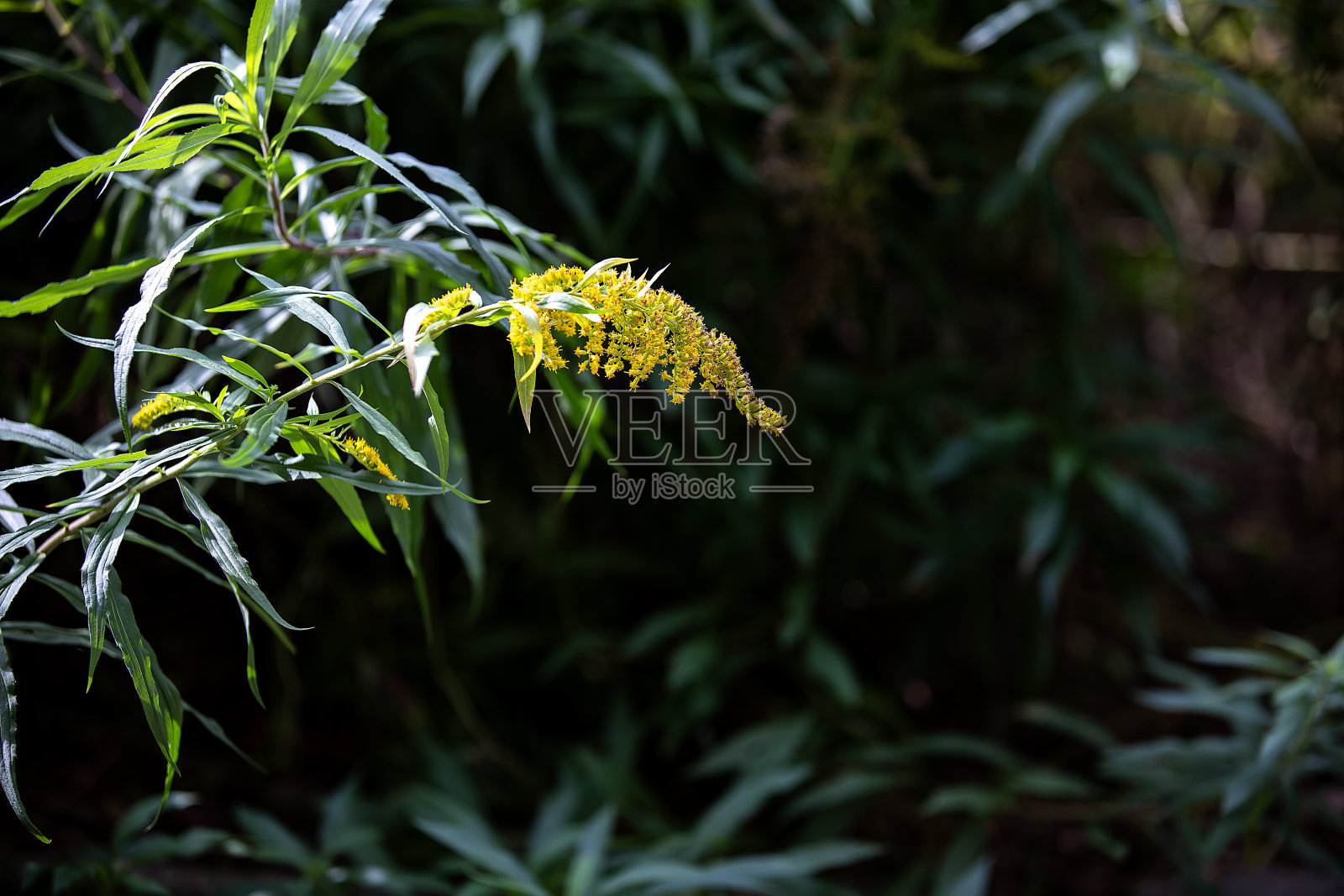 花照片摄影图片