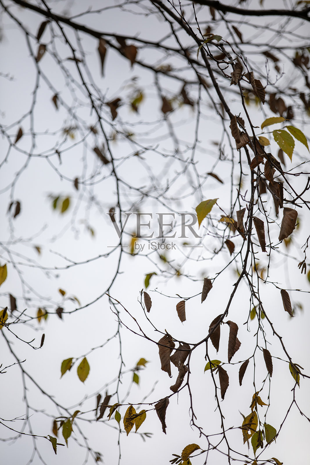 秋天的风景照片摄影图片