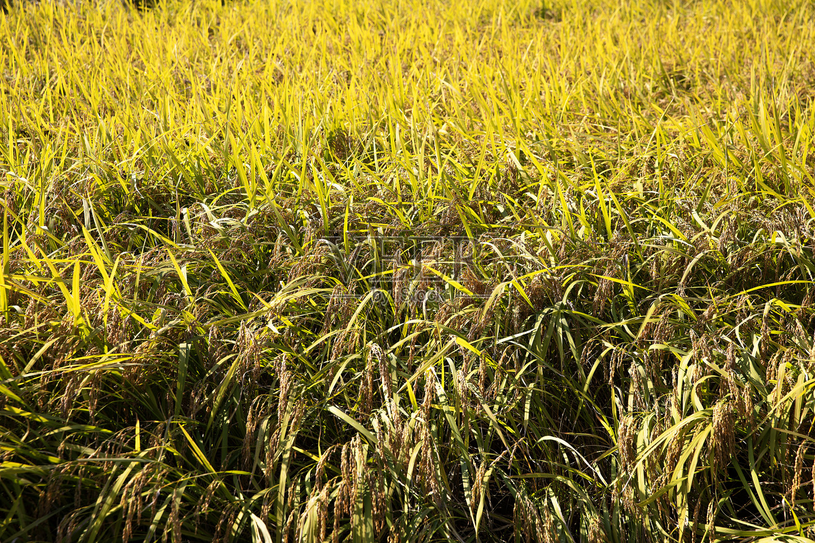大米照片摄影图片