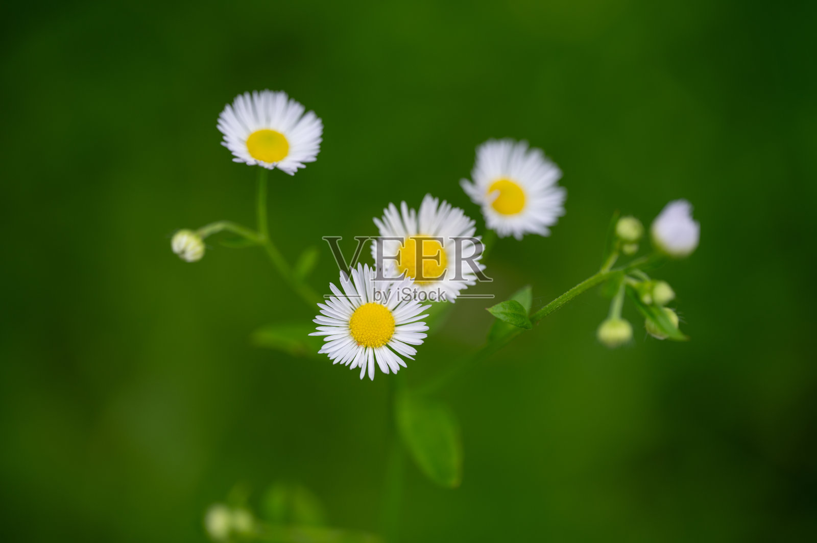 白色的雏菊带着黄色的中心照片摄影图片