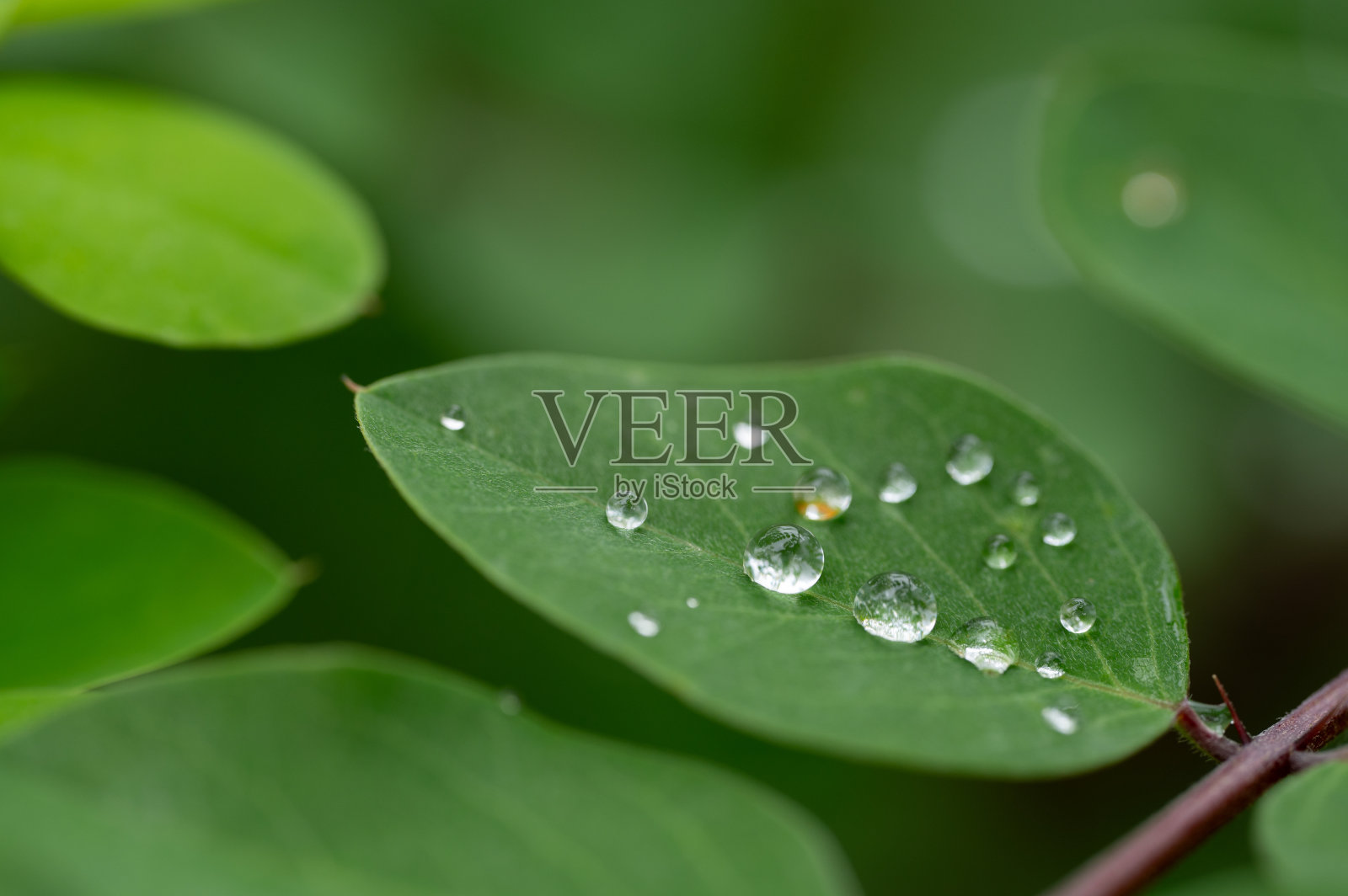 绿叶上的水滴照片摄影图片