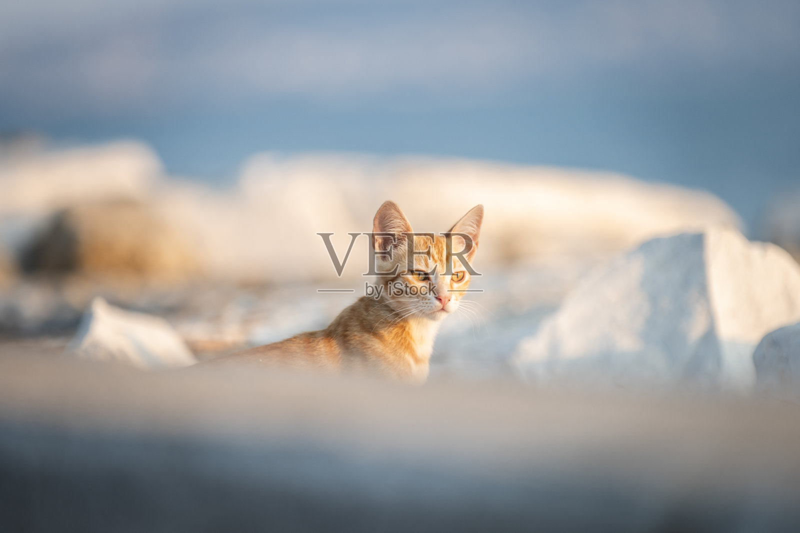 金黄色的流浪小猫。照片摄影图片