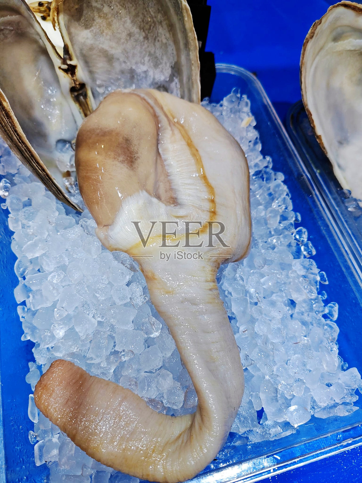 Panopea generosa照片摄影图片