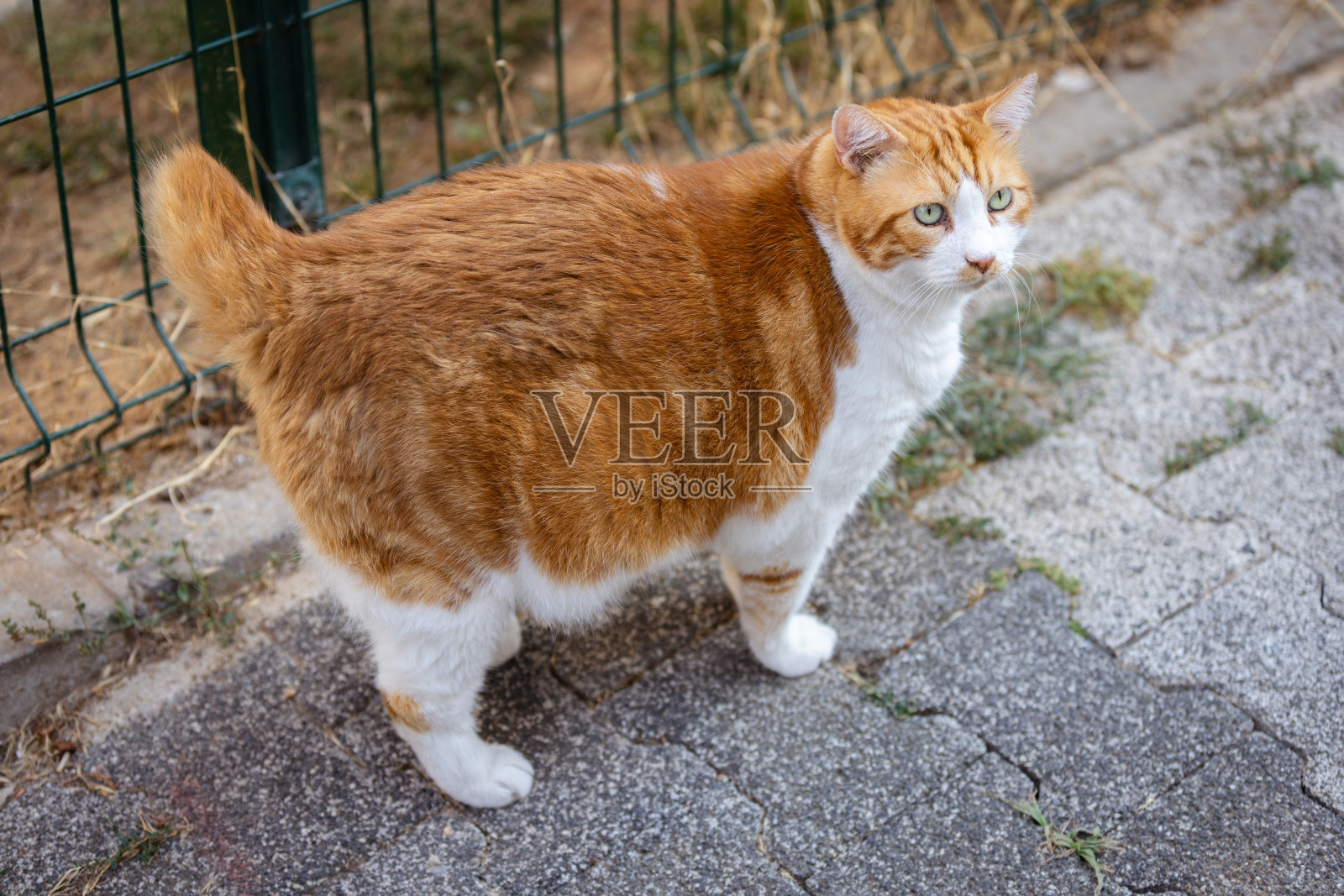 肥胖的流浪猫。照片摄影图片