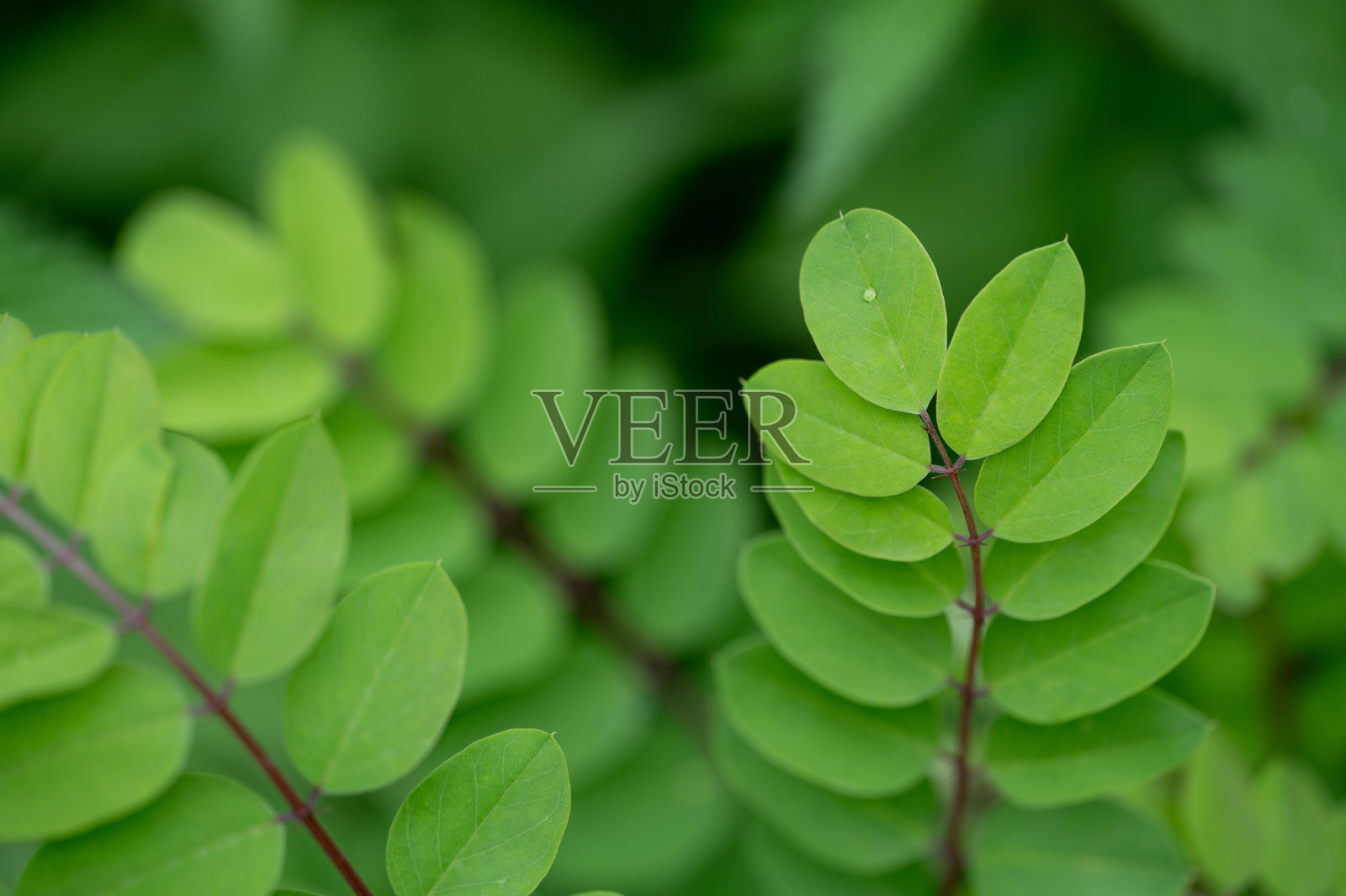 金合欢绿叶照片摄影图片