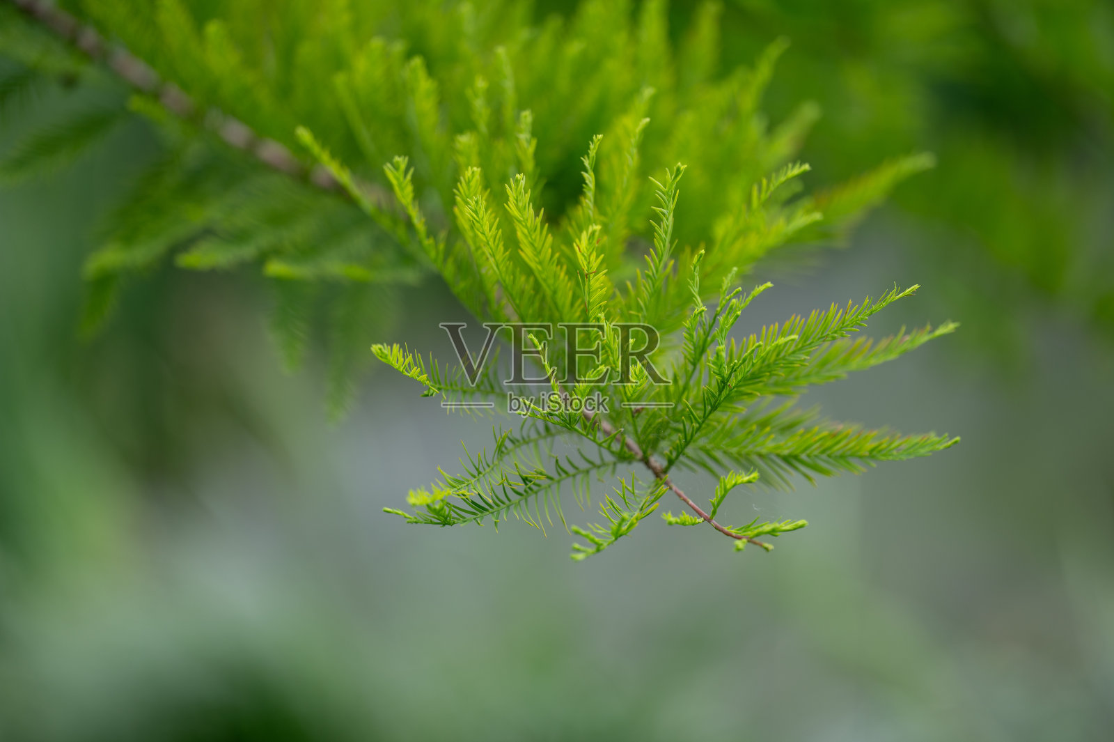 芽，松树，松芽糖浆，消费主义，欧洲照片摄影图片