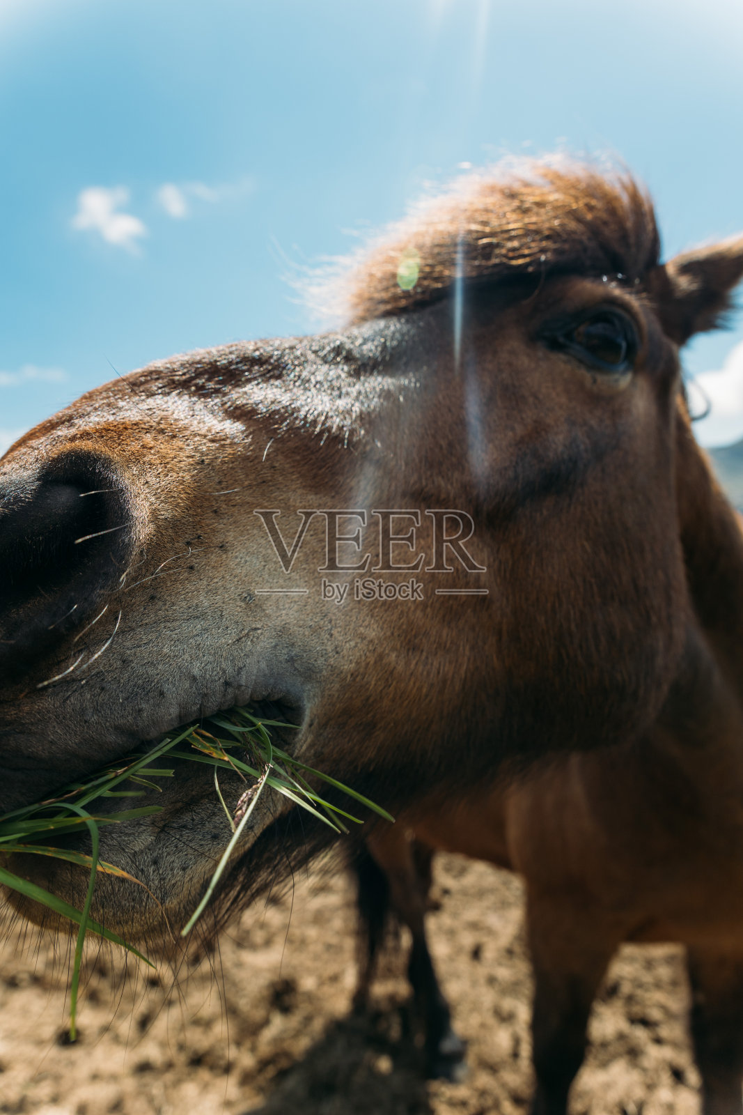 法罗岛上的野马照片摄影图片