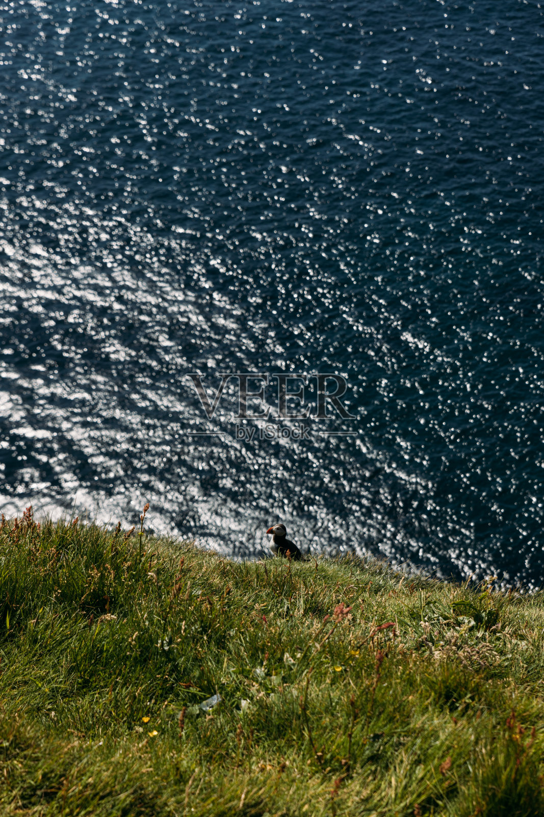 法罗岛Mulafossur瀑布附近的一群海雀照片摄影图片