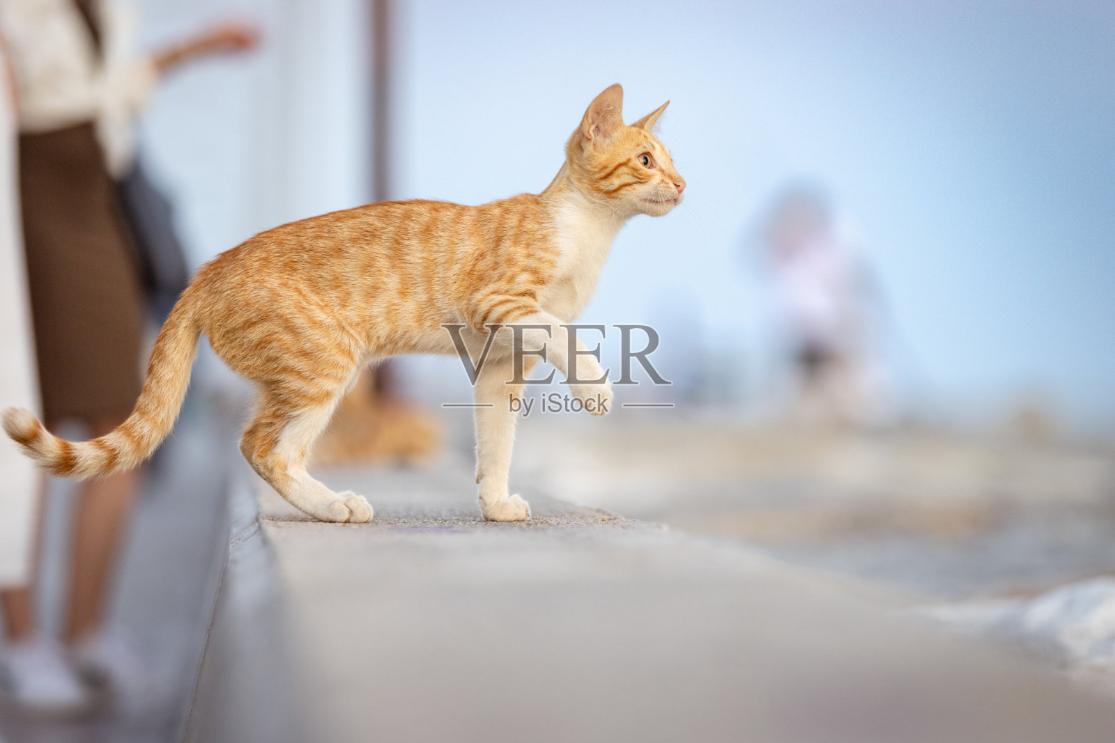 顽皮的姜黄色流浪小猫。照片摄影图片