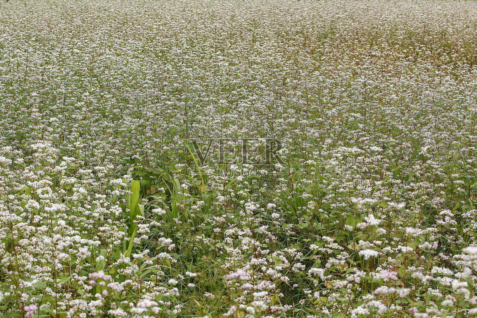 荞麦照片摄影图片