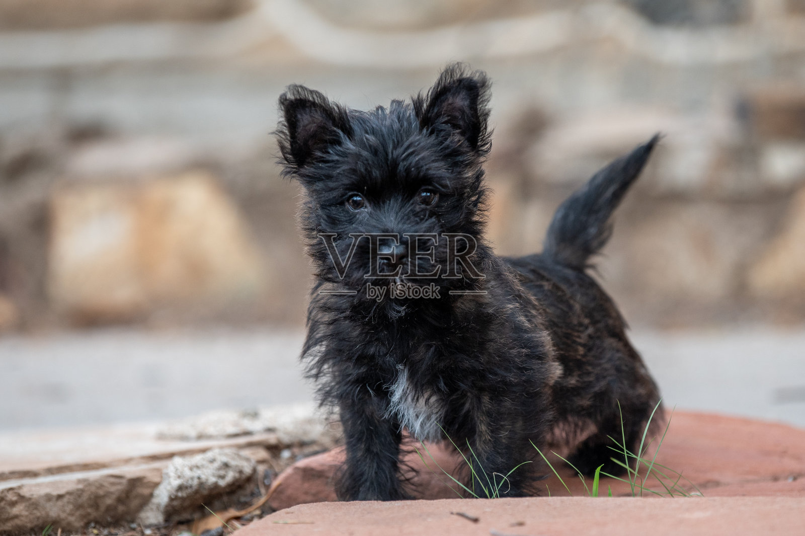 可爱的黑色卡林梗小狗摆姿势拍照照片摄影图片