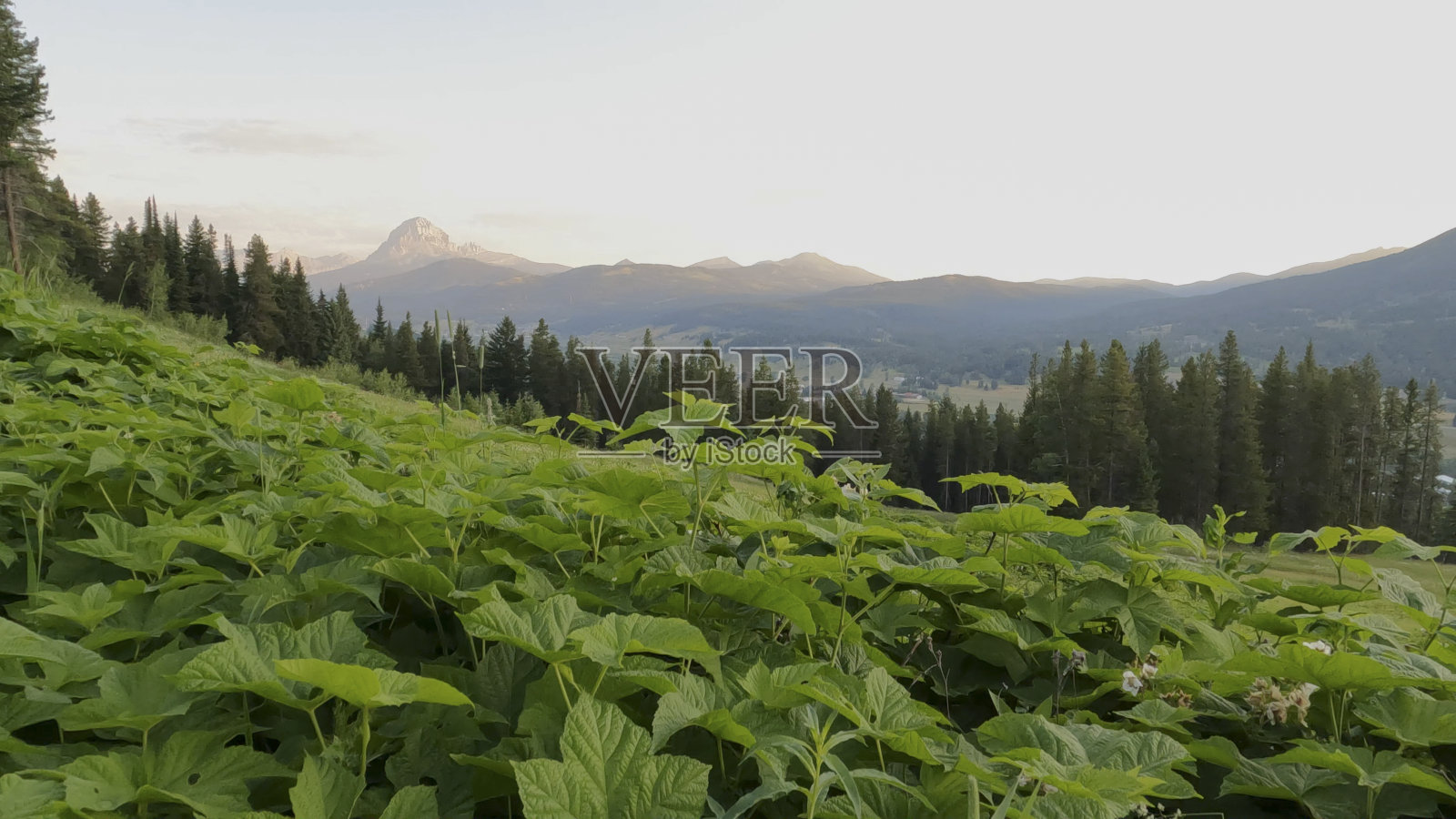 山间草甸和日出时的山峰照片摄影图片