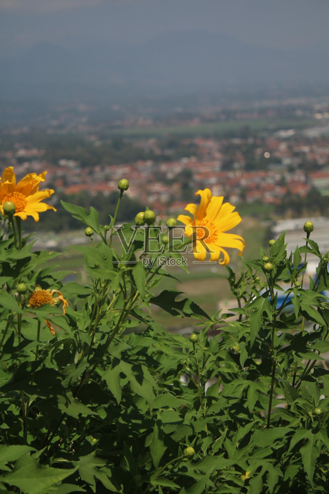 Heliopsis helianthoides照片摄影图片