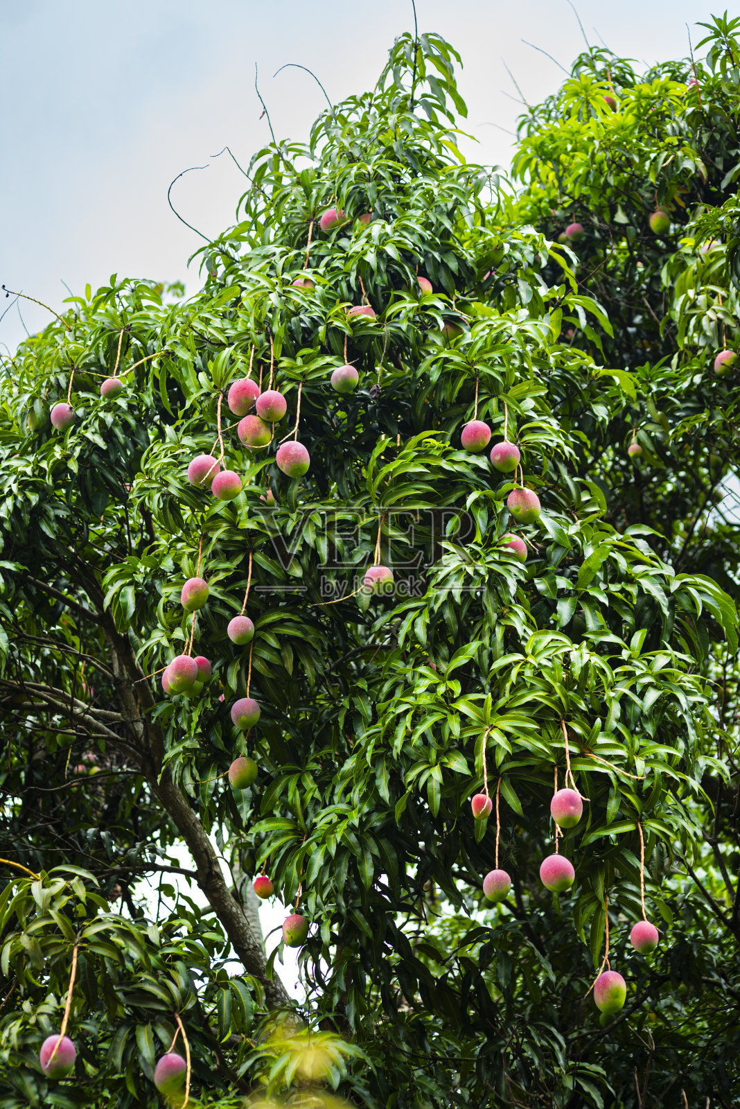 芒果树照片摄影图片