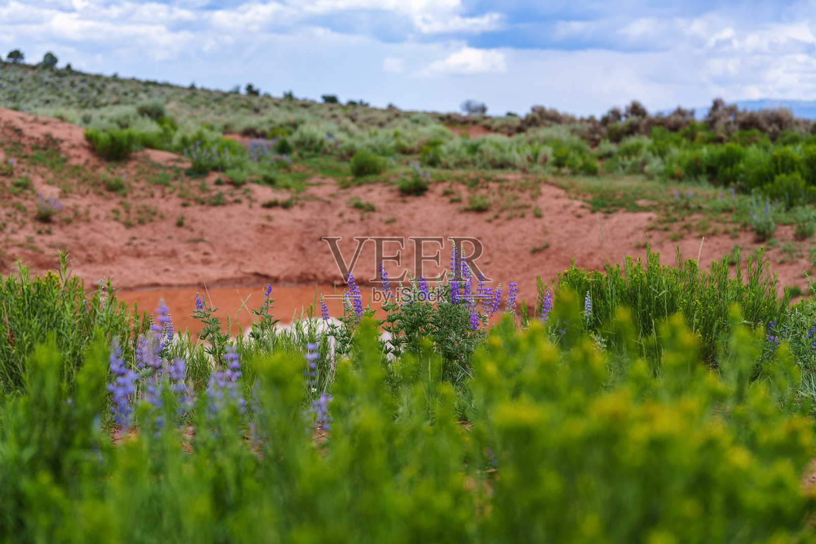 山艾草山区的水坑，野花盛开照片摄影图片