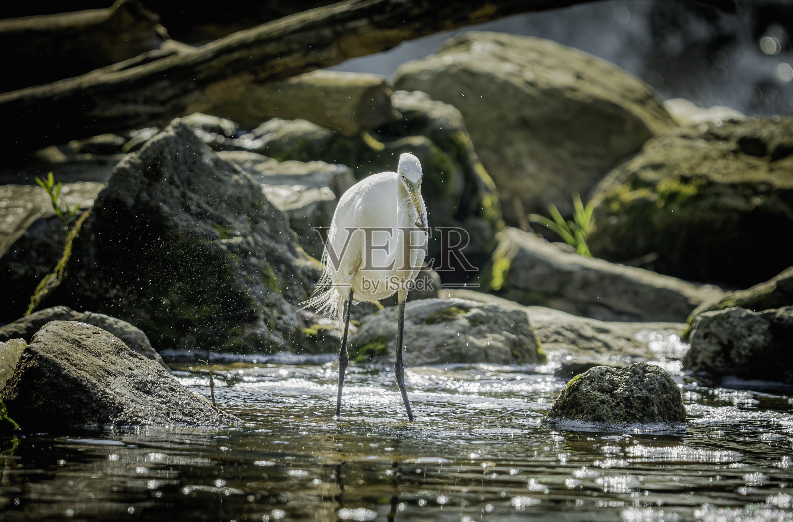 白鹭在狩猎照片摄影图片