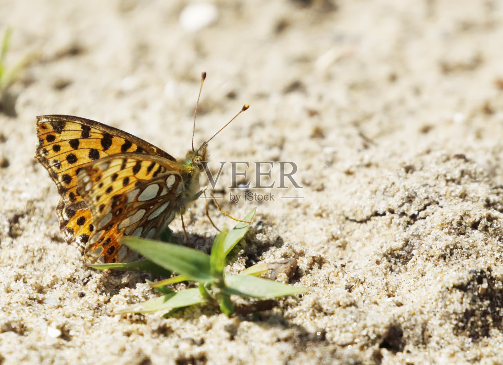 西班牙女王凤蝶照片摄影图片