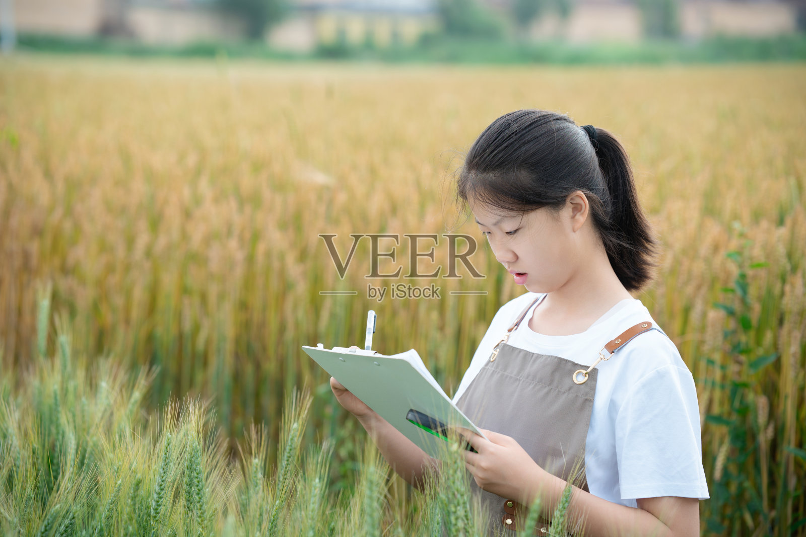 一名初中生正在农田里观察和记录农作物的生长情况照片摄影图片