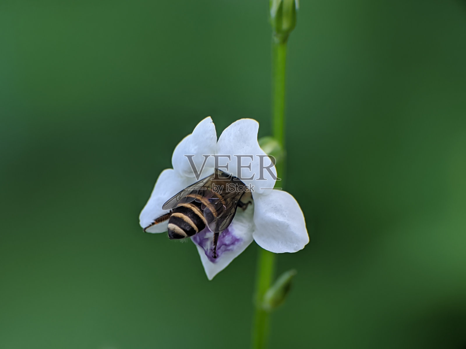 蜜蜂正在吮吸甘露花的花蜜照片摄影图片
