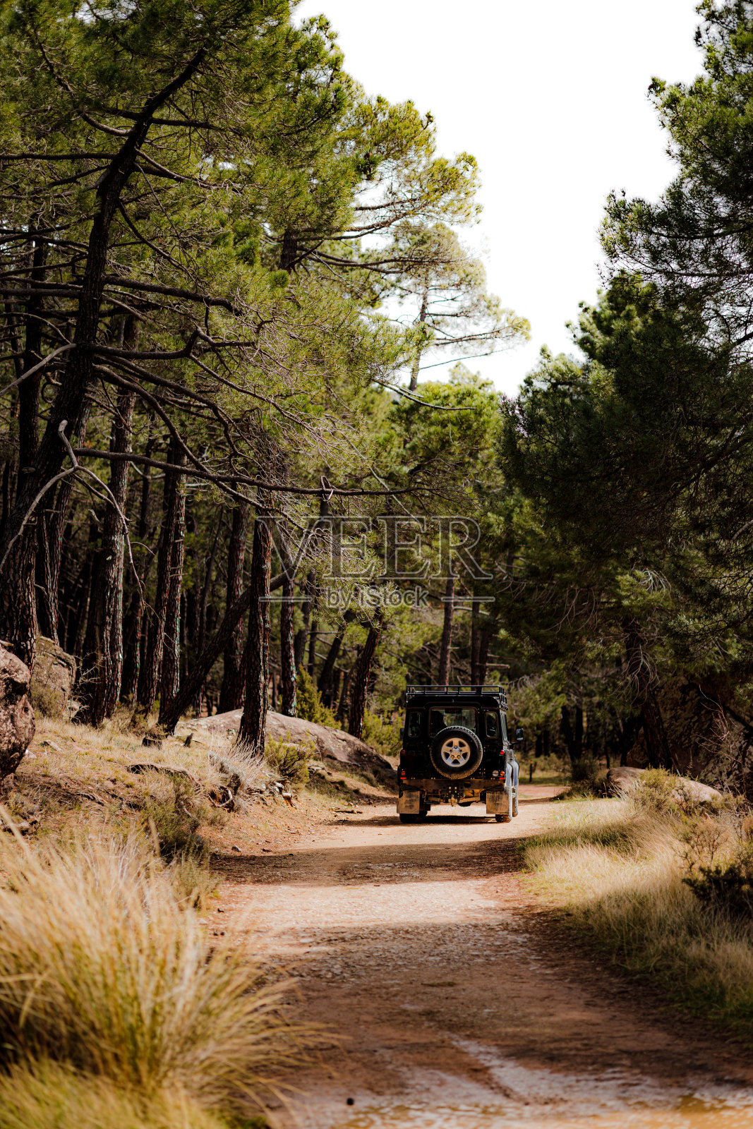 一辆越野车驶过森林里的道路照片摄影图片
