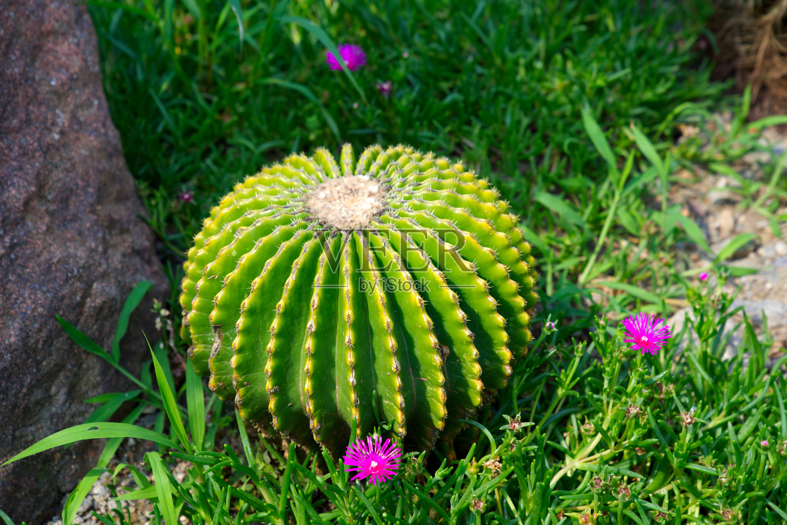 高角度的仙人掌与紫色的花在明媚的阳光下，植物园的意大利小镇。照片摄影图片