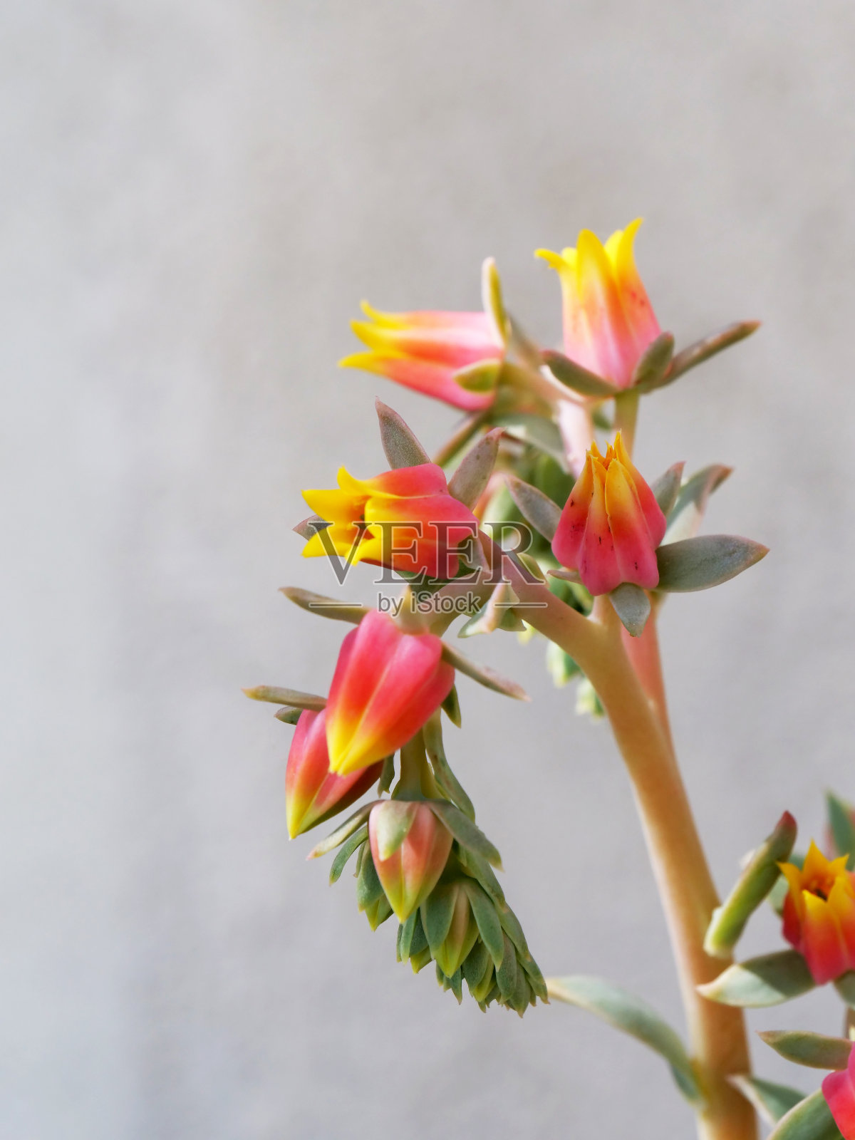 花园里仙人掌花的特写照片摄影图片