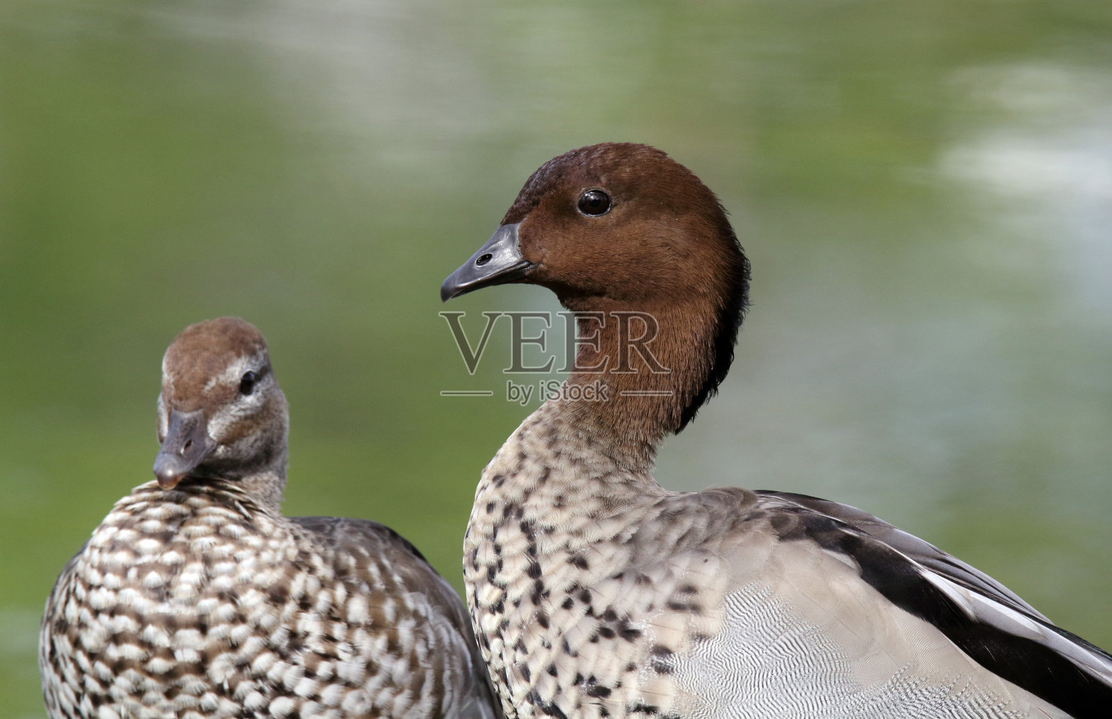 两只澳洲木鸭站在湖边照片摄影图片