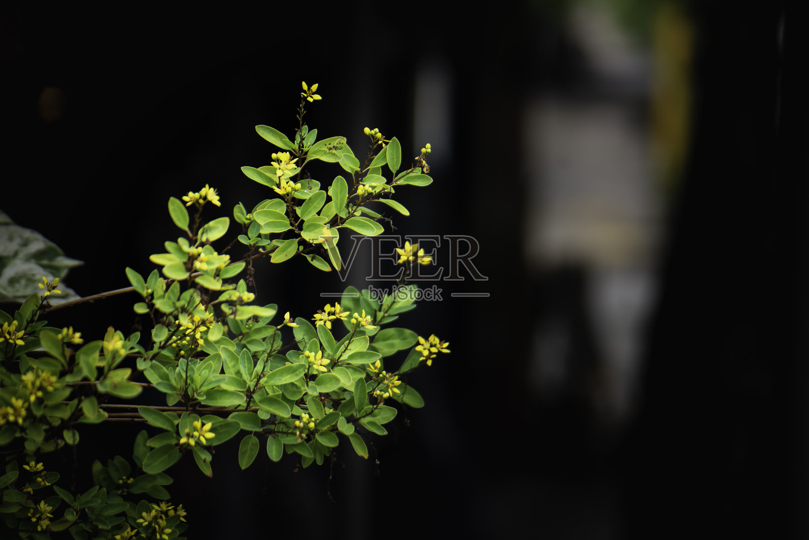 黑底花照片摄影图片