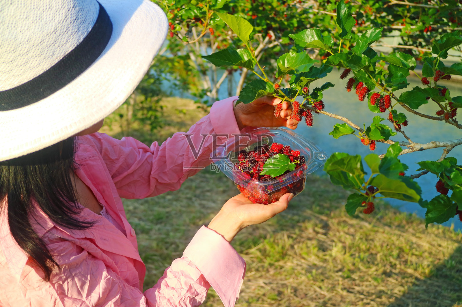 一名妇女正在采摘鲜红的未成熟桑树果实照片摄影图片