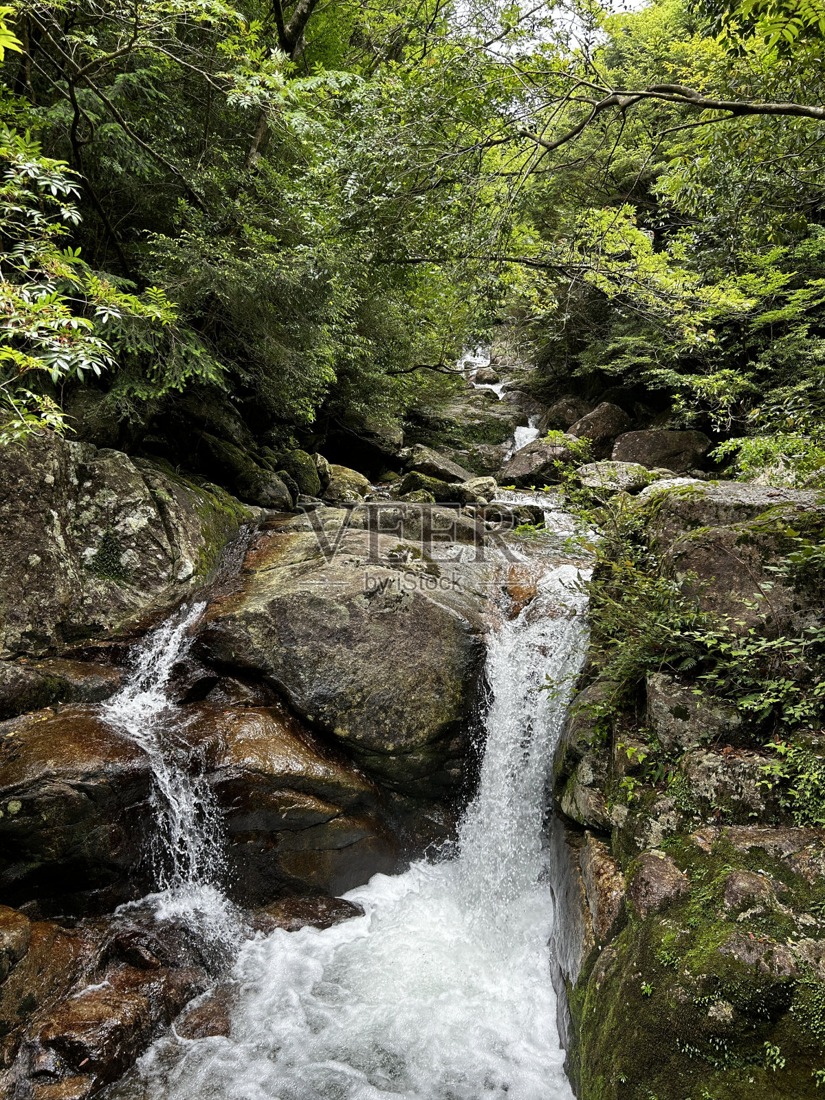 屋久岛的主要景点“珠月杉”是一棵巨大的雪松，是日本最古老的树木。从荒川小道到高冢小屋的徒步路线。屋久岛的主要景点“珠月杉”是一棵巨大的雪松，是日本最古老的树木。照片摄影图片