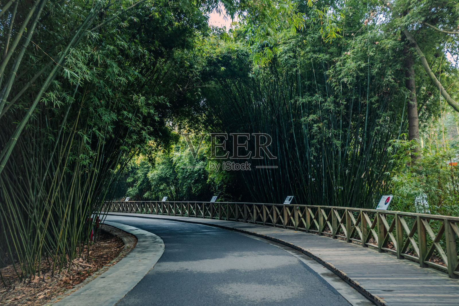 竹林小径照片摄影图片