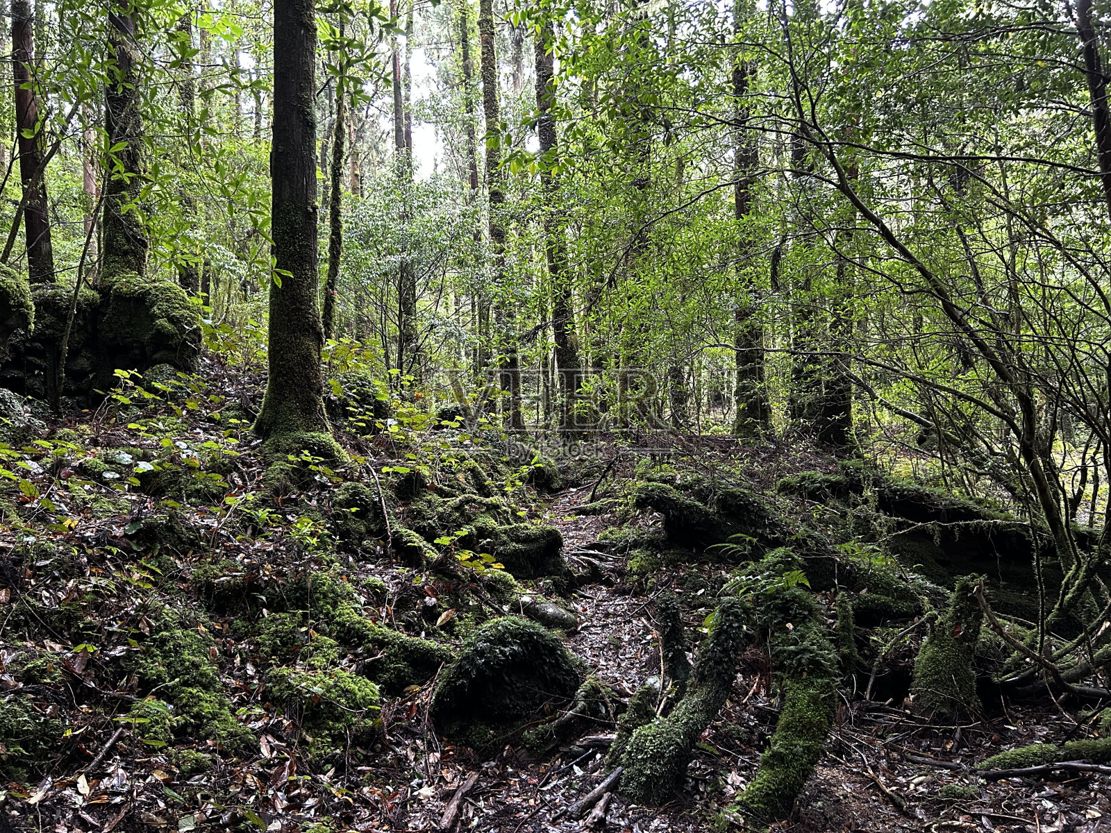 屋久岛的主要景点“珠月杉”是一棵巨大的雪松，是日本最古老的树木。从荒川小道到高冢小屋的徒步路线。屋久岛的主要景点“珠月杉”是一棵巨大的雪松，是日本最古老的树木。照片摄影图片