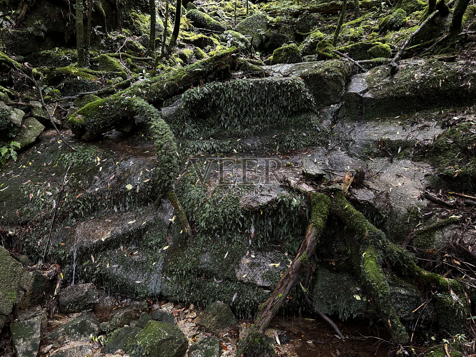 屋久岛的主要景点“珠月杉”是一棵巨大的雪松，是日本最古老的树木。从荒川小道到高冢小屋的徒步路线。屋久岛的主要景点“珠月杉”是一棵巨大的雪松，是日本最古老的树木。照片摄影图片