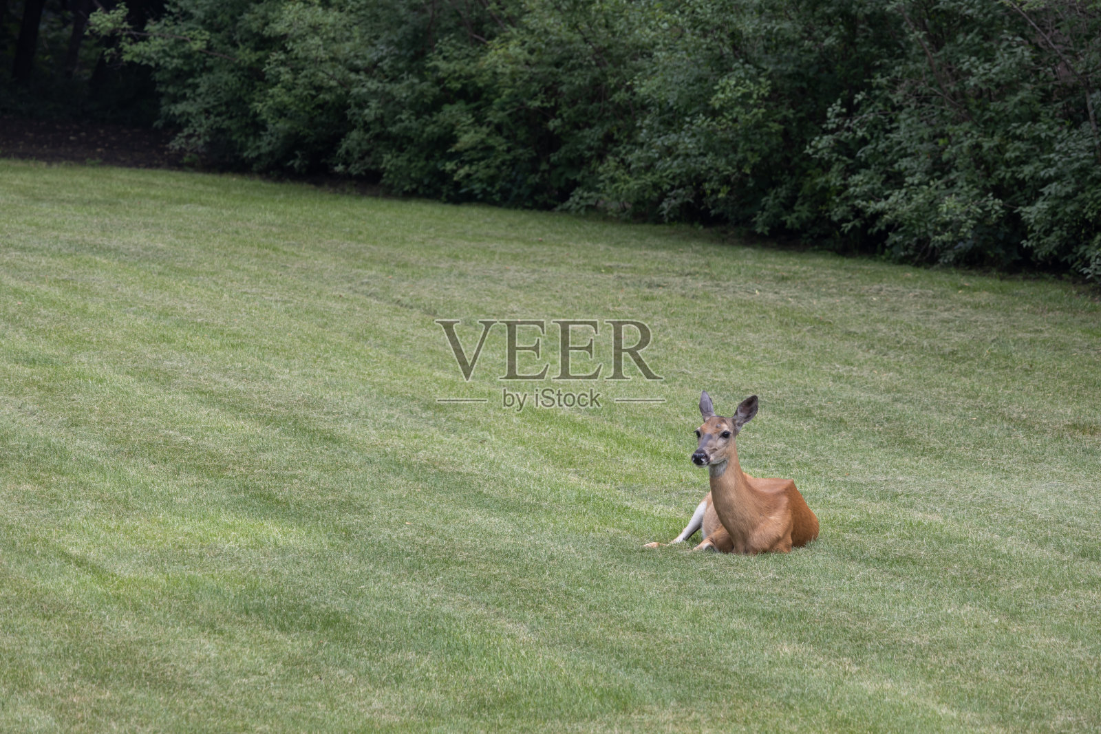 白尾母鹿在后院休息照片摄影图片