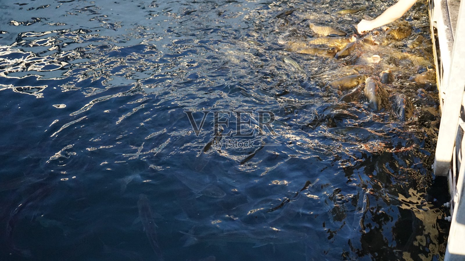 湖中的鱼照片摄影图片