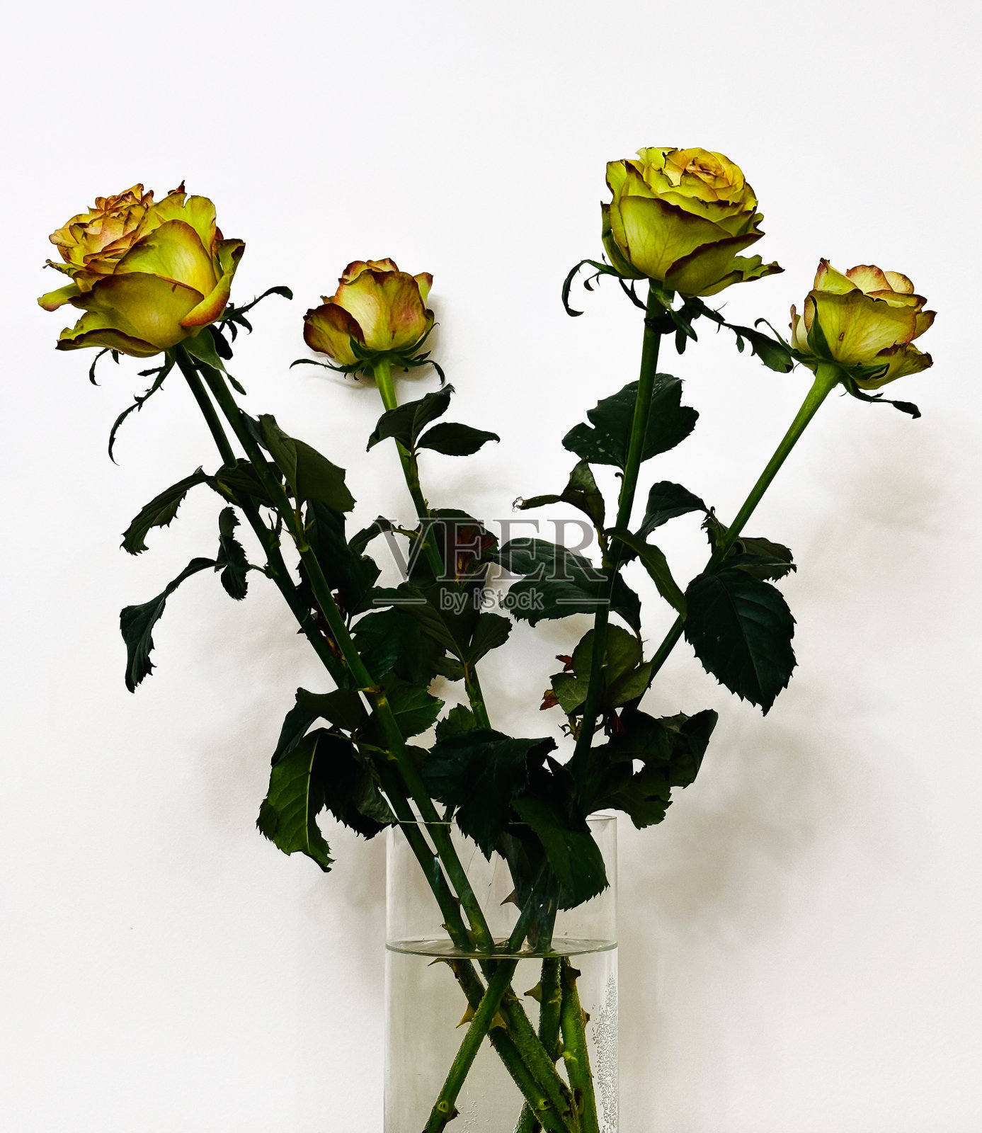 花瓶里的黄玫瑰和白色背景上的水。特写镜头照片摄影图片