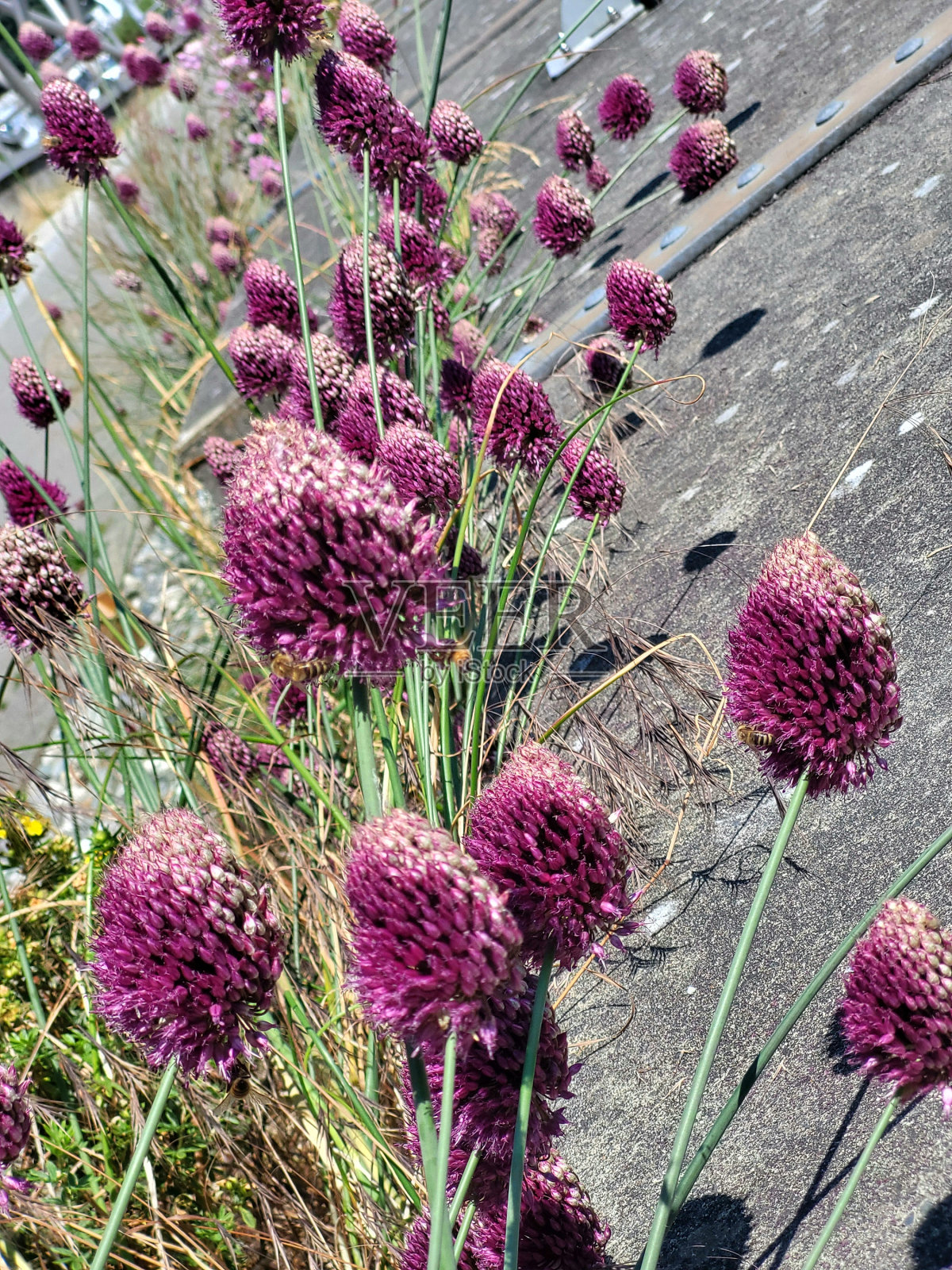 在温哥华的福斯克里克，独木舟克里克前的人行道上到处都是葱花。照片摄影图片