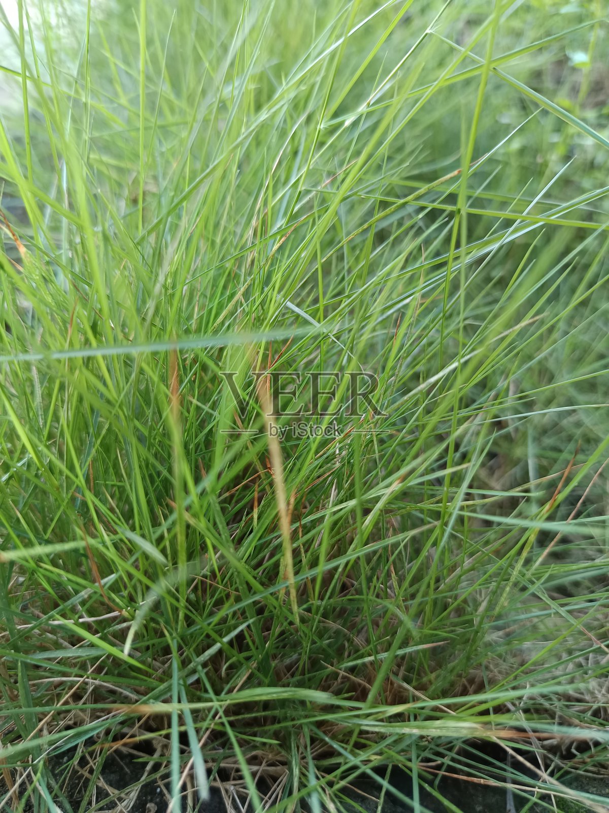 草照片摄影图片