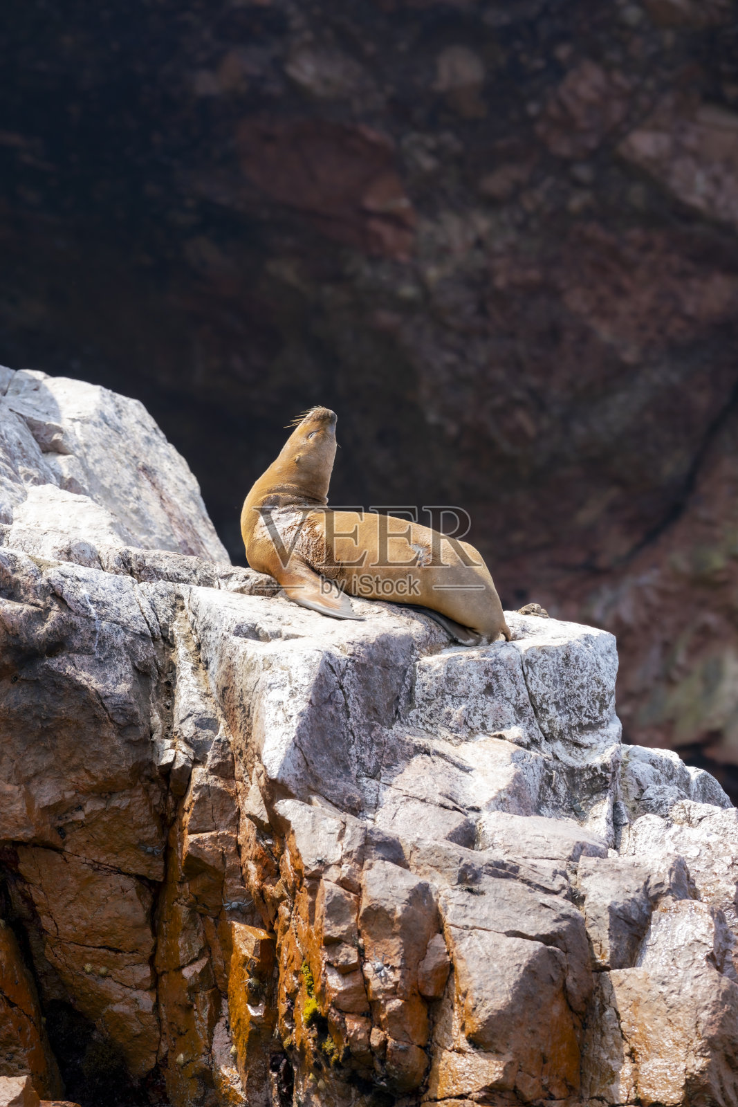 海狮在巴列斯塔斯岛的岩石上休息照片摄影图片