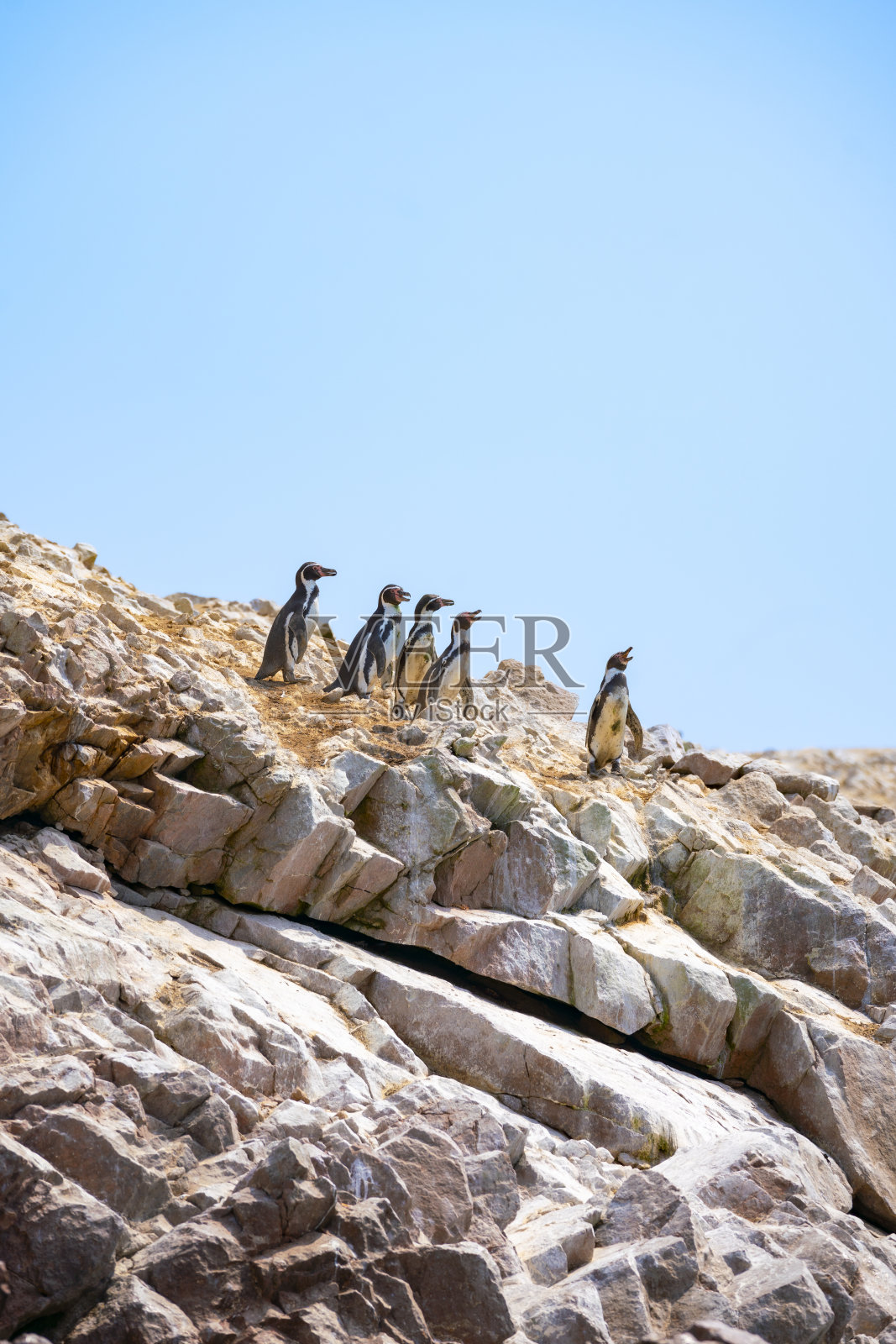 巴列斯塔岛岩石海岸上的企鹅照片摄影图片