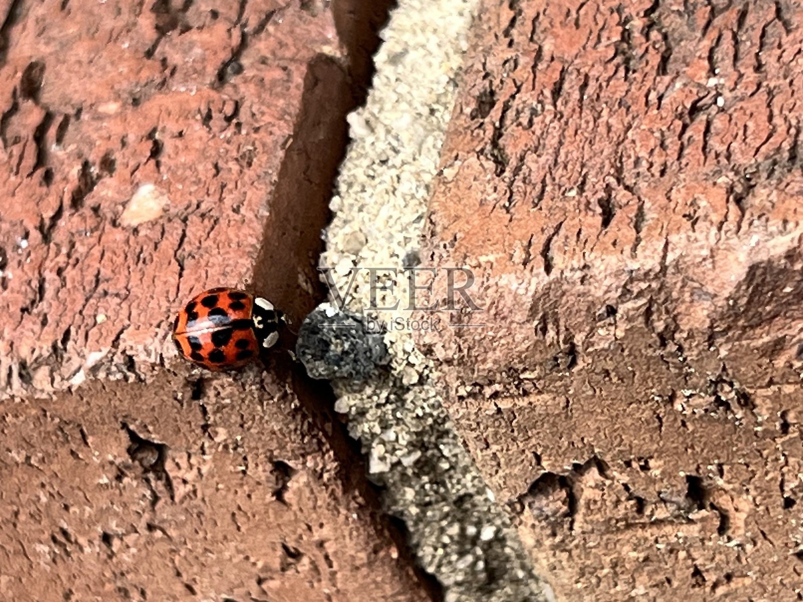 瓢虫照片摄影图片
