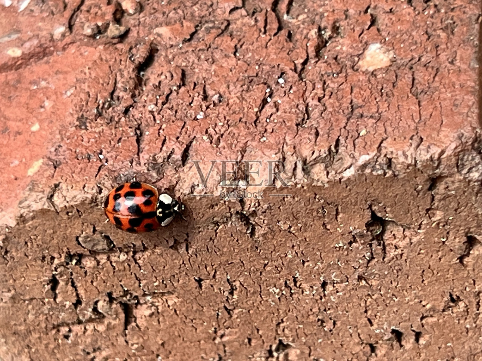 瓢虫照片摄影图片