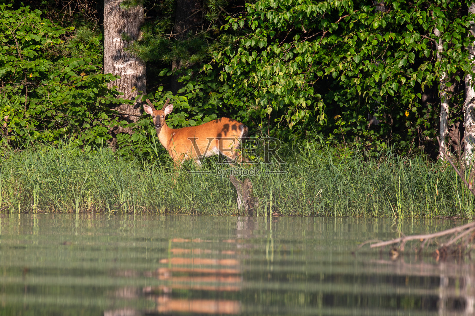 白尾鹿(Odocoileeus virginianus)早晨在湖边散步照片摄影图片