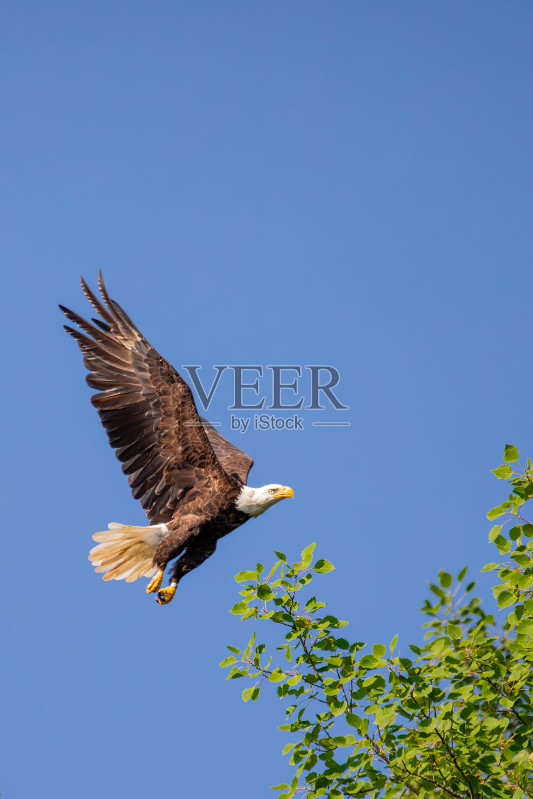成年白头鹰(halaeetus leucocephalus)，飞翔在有拷贝空间的蓝天上照片摄影图片