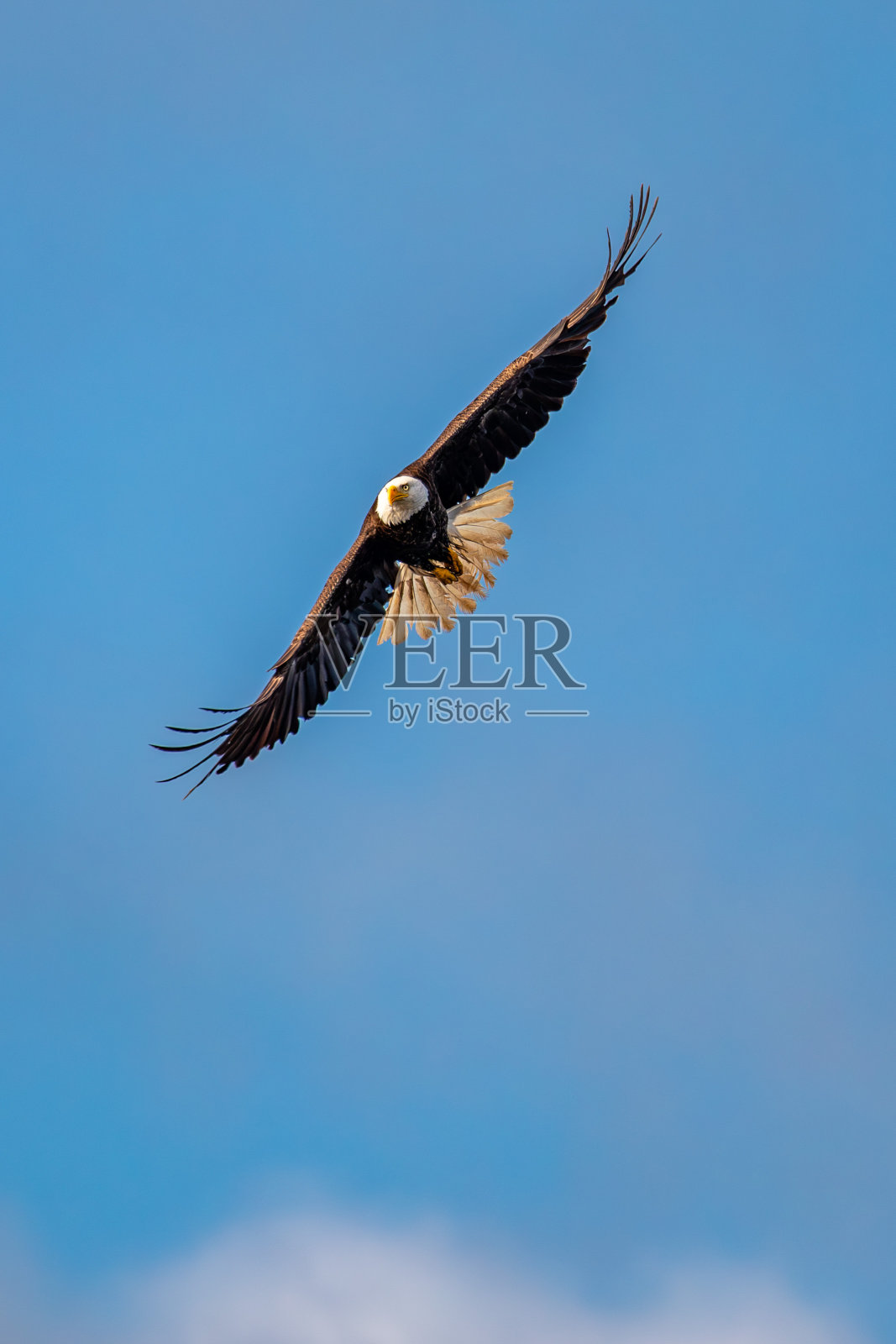 成年白头鹰(halaeetus leucocephalus)，飞翔在有拷贝空间的蓝天上照片摄影图片