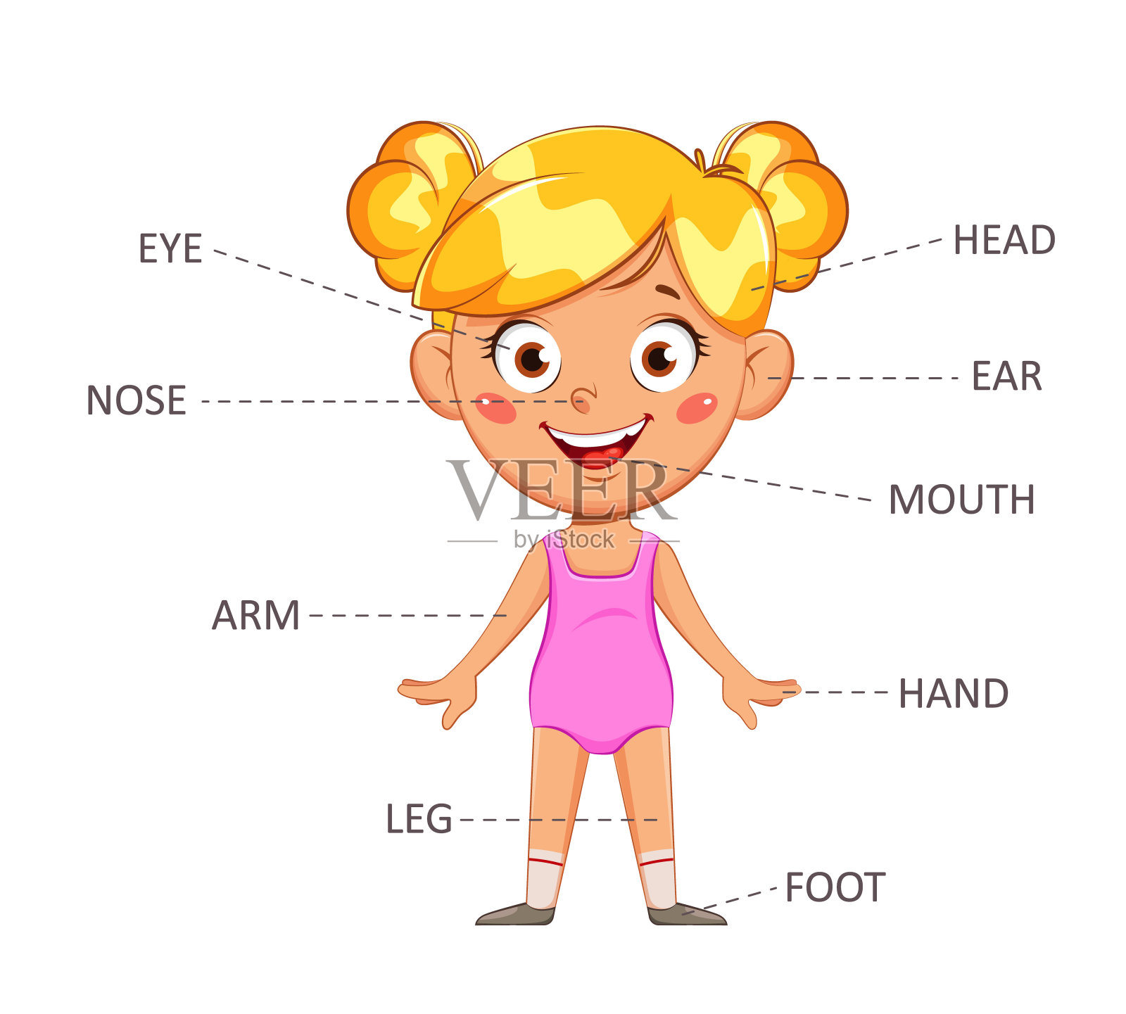 女孩的身体，正面。教育材料插画图片素材